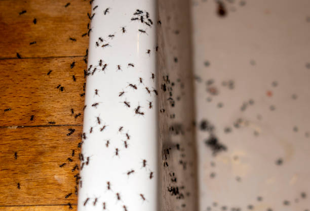 Best Pest Removal Services  in Woodstock, AL