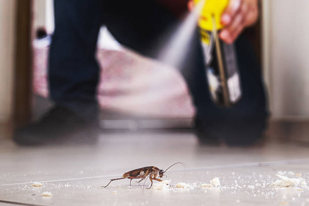 Best Pest Removal Services  in Woodstock, AL