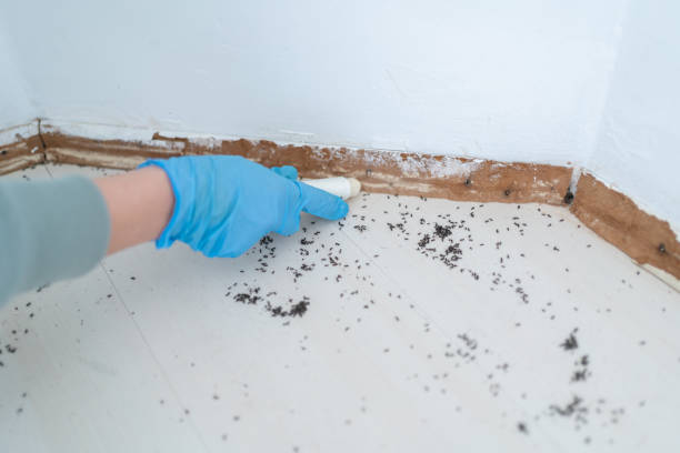 Best Bed Bug Extermination  in Woodstock, AL